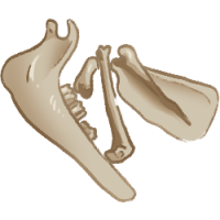 Bones