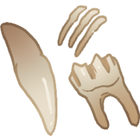 Teeth