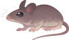 <a href="https://www.bepotelkh.com/world/pets?name=Field Mouse" class="display-item">Field Mouse</a>