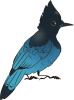 <a href="https://www.bepotelkh.com/world/pets?name=Mountain Jay" class="display-item">Mountain Jay</a>