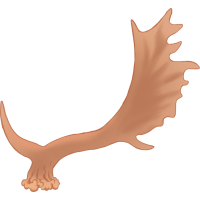 Fallow Antlers