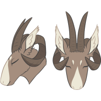 Jacobs Horn Antlers