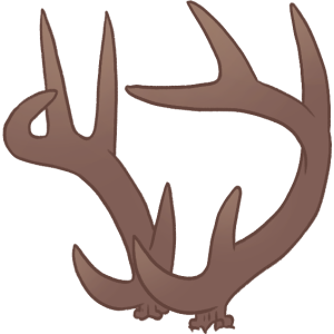 Coileus
